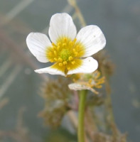 Botanici objevili na Moravě chybějící článek evoluce 
